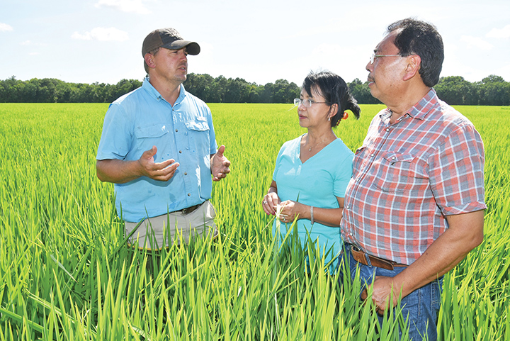 A man and two women stand in waist-high rice plants and talk.